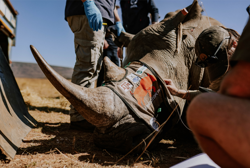 The Rhisotope Project successfully treated 29 rhinos with radioisotopes to protect them against poaching.